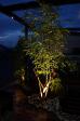 シマトネリコのライトアップ　人気の植木です。